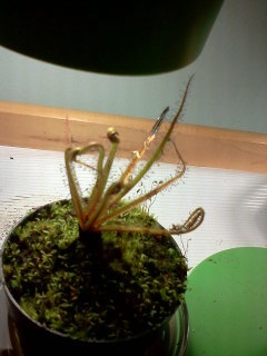 King sundew