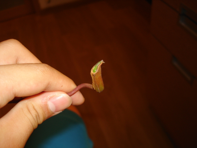 the nepenthes pitcher