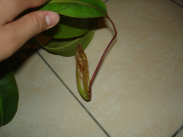 my nepenthes