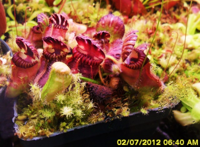 more carnivorous plants