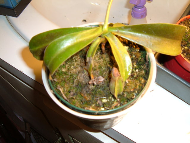 Nepenthes Ventricosa