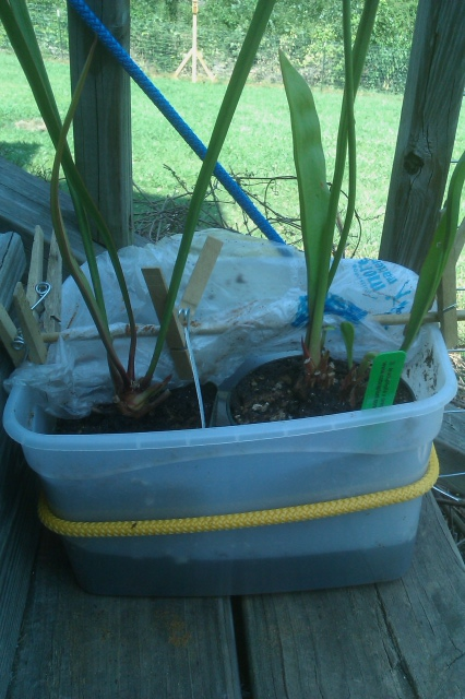 Jury rigged Sarracenia setup