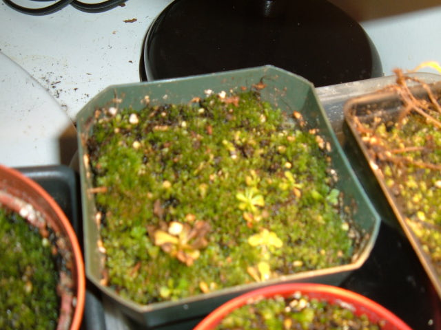 drosera aliciae