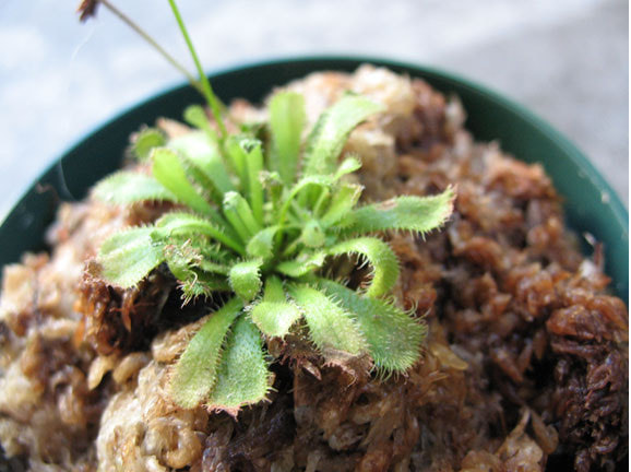 Mystery sundew?