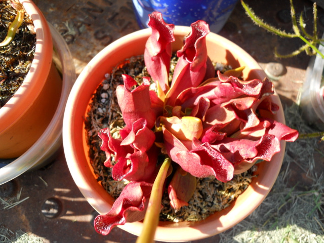 Sarracenia purpurea venosa