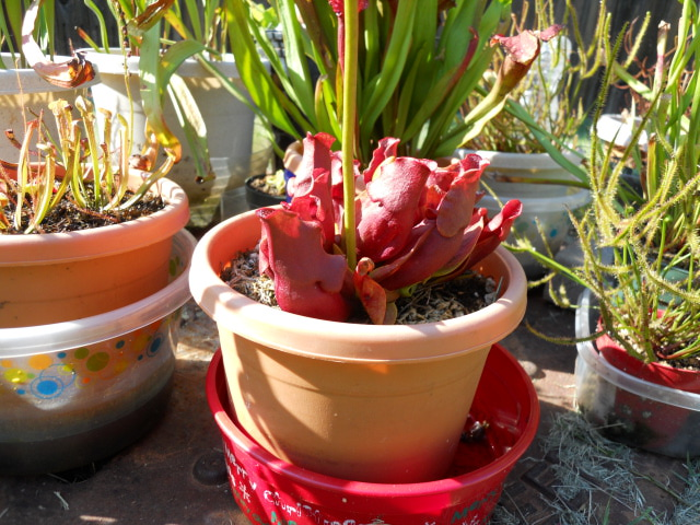 Sarracenia purpurea venosa