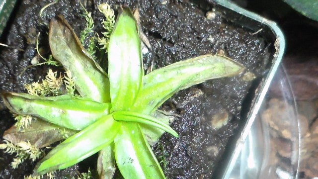 Brown butterwort leaves 