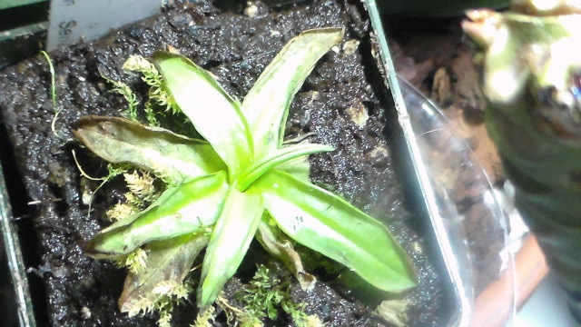 Brown butterwort leaves