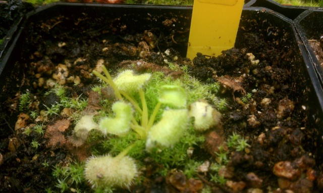 Drosera Prolifera