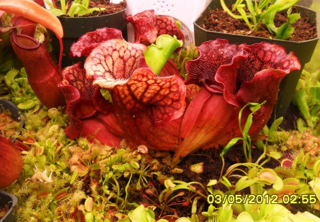 S.pururea x monor  Reg. pitcher plant