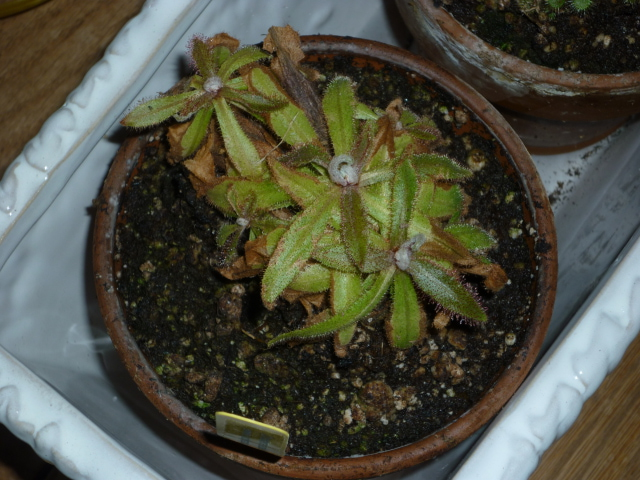 D. adelae