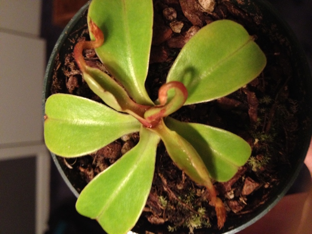 Nepenthes Leaf Issue