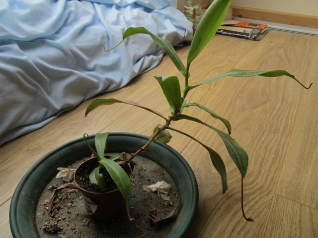 Wilting Leaves