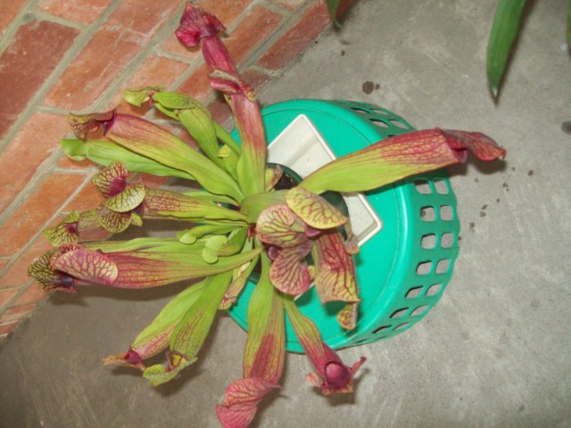 pitcher plant