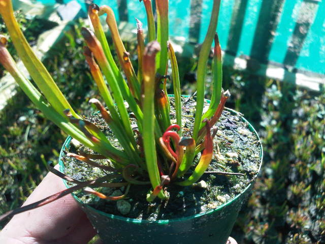 Sarracenia