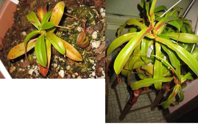 Nepenthes plants