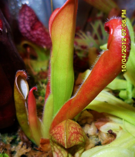 Sun Pitcher planted in terrarium for 6 months