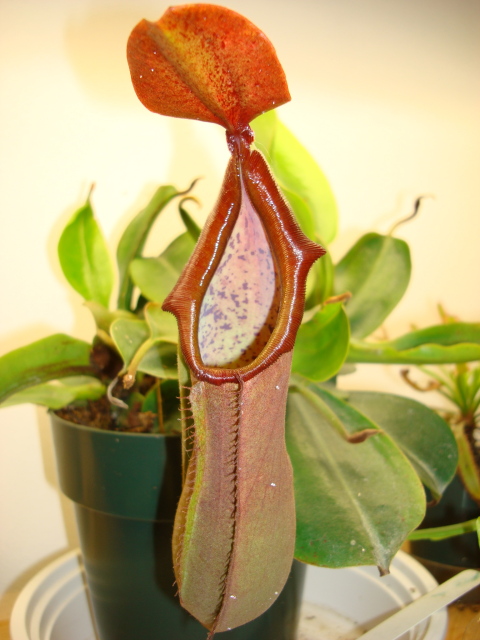 nepenthes hybrid