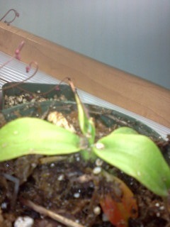 Nepenthes 