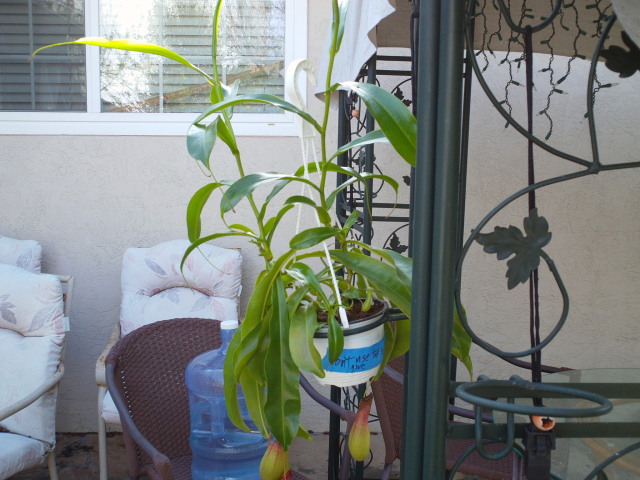 Nepenthes sprouts