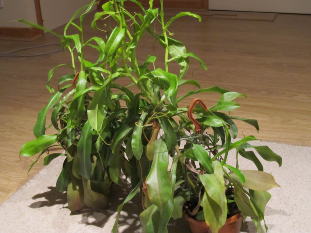 Spindly nepenthes leaves