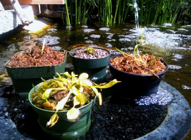 Carnivorous Garden at the Pond