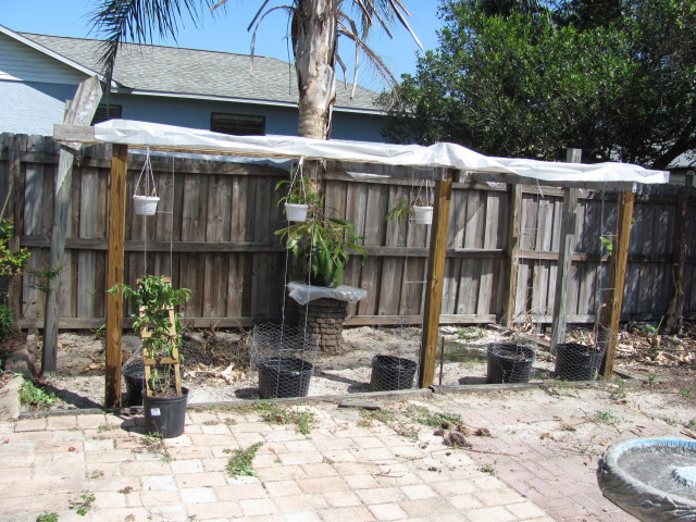 Lowland Nepenthes Shade House