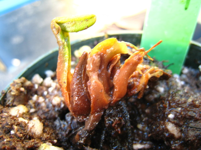 Rotted Colorado Giant Flytrap