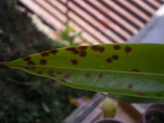 brown spots