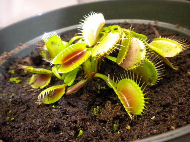 VFT