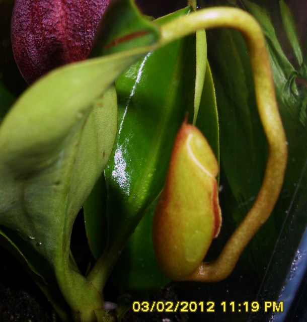 Nepenthes \'lowii x campanulata\'