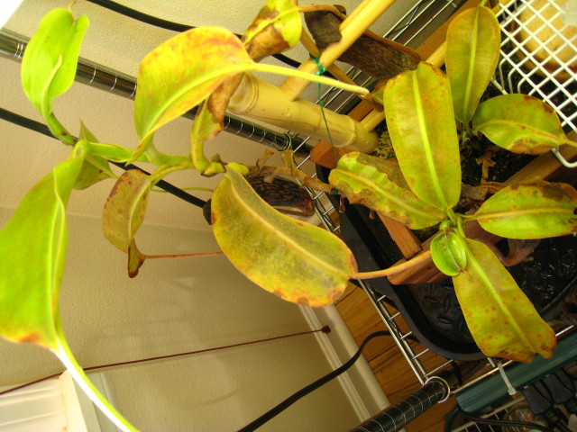 Nepenthes