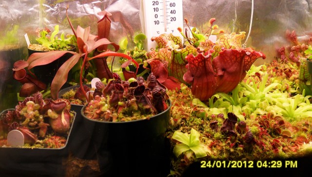 My \'black knight\' Nepenthes