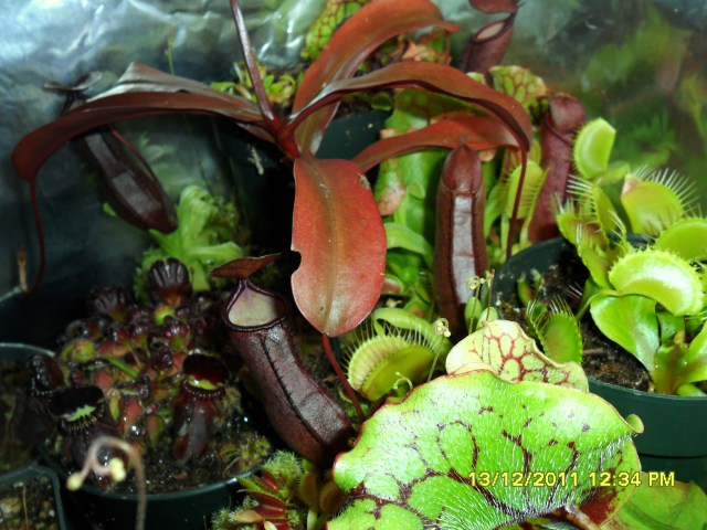 Nepenthes can thrive too