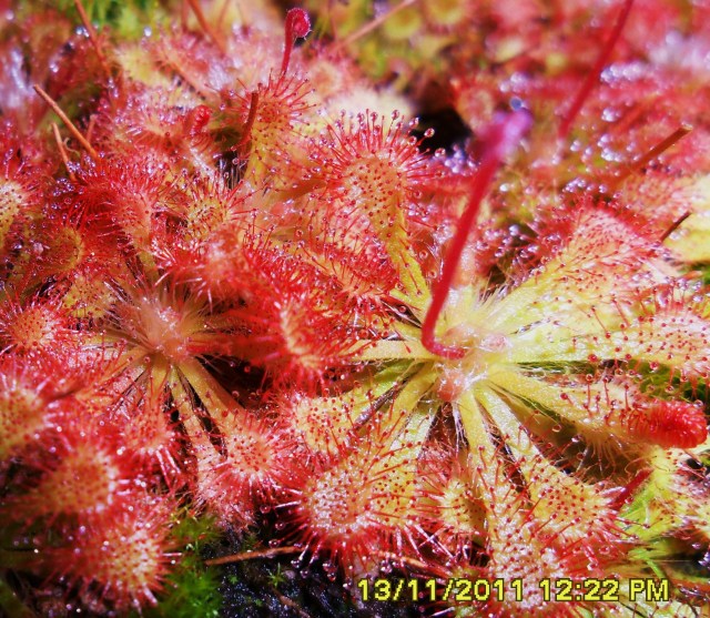 Your Sundews can thrive