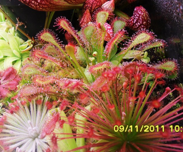Sundews can have great color