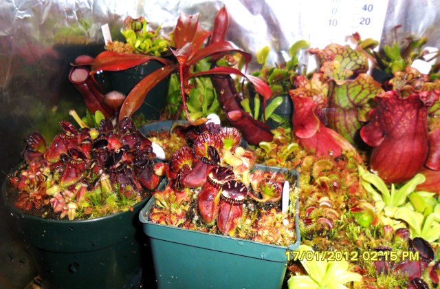 Thriving Carnivorous Plants in a Terrarium