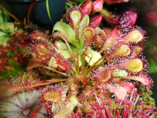 Sundews with dew