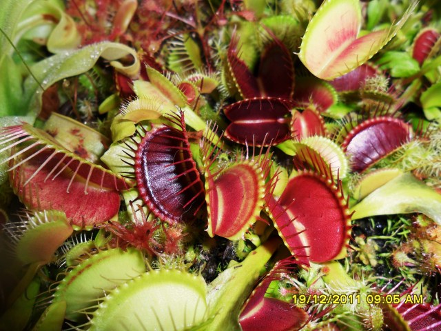 Venus Flytraps thriving in a terrarium