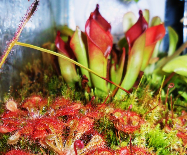 My Sun Pitcher Plant enjoying my great lighting