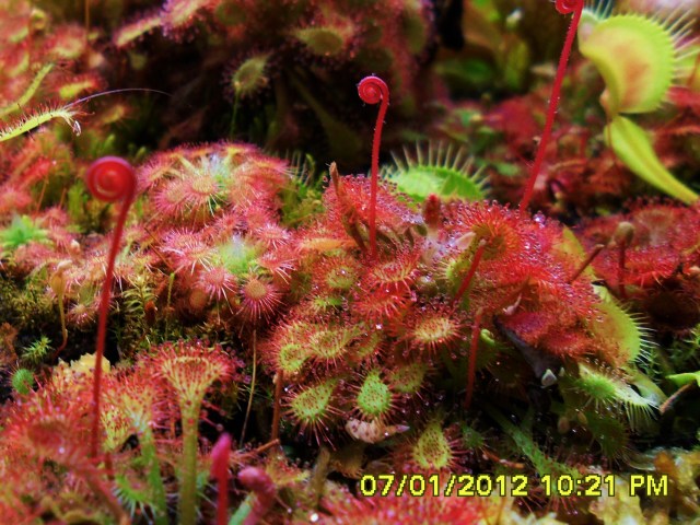 Love My Sundews