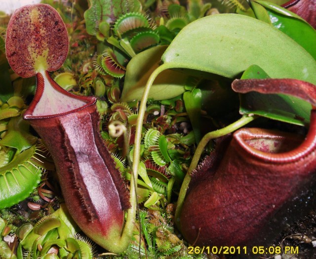 Nepenthes thrive in terrariums too