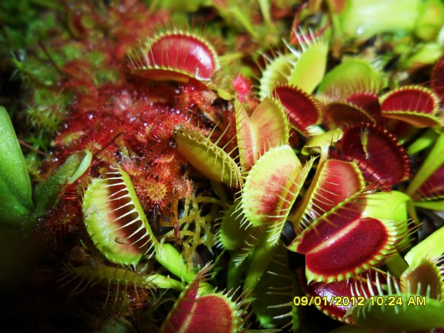 Venus Flytraps with color?