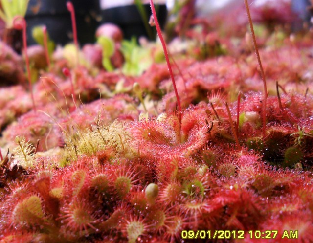 Sundews with color?