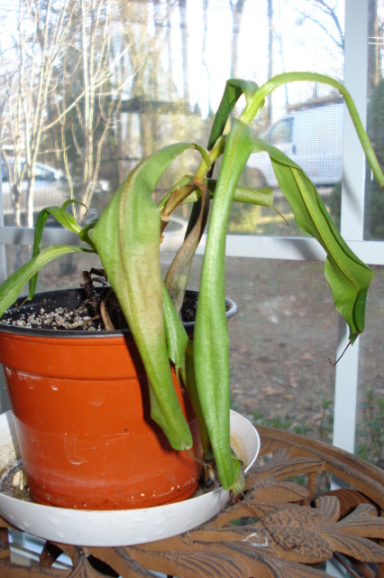 Nepenthes Ventricosa 