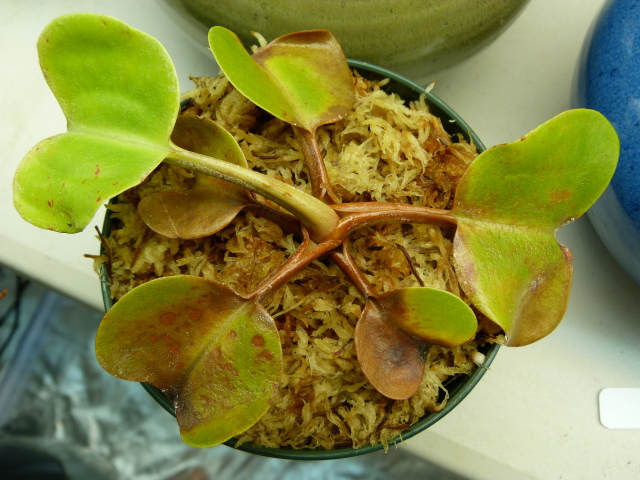Nepenthes QoH x KoS