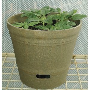 self watering pot