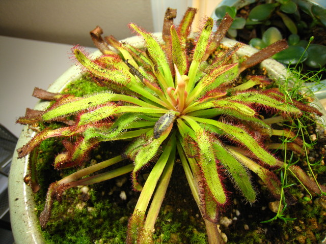 Declining Cape Sundew