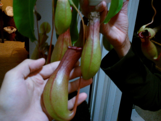 pitcher plant