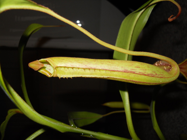 Nepenthes copelandii